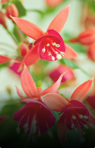 Days out at: Winterbourne Botanic Garden
